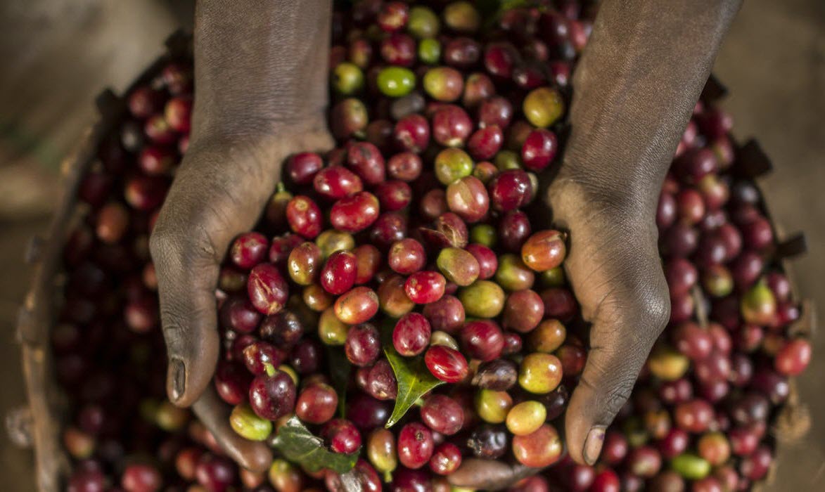 coffee-bean-distributor-brisbane